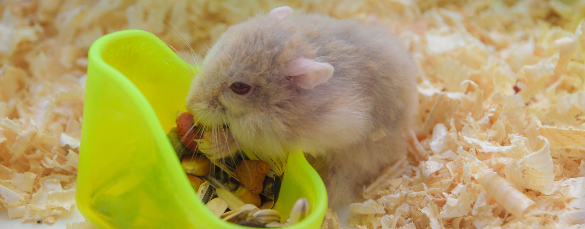 Hartz hamster cage clearance