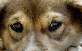 Help a young puppy by adopting them from a dog rescue shelter