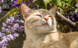 Your cat will gravitate to flowers like catmint when exploring outside