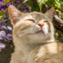 Your cat will gravitate to flowers like catmint when exploring outside