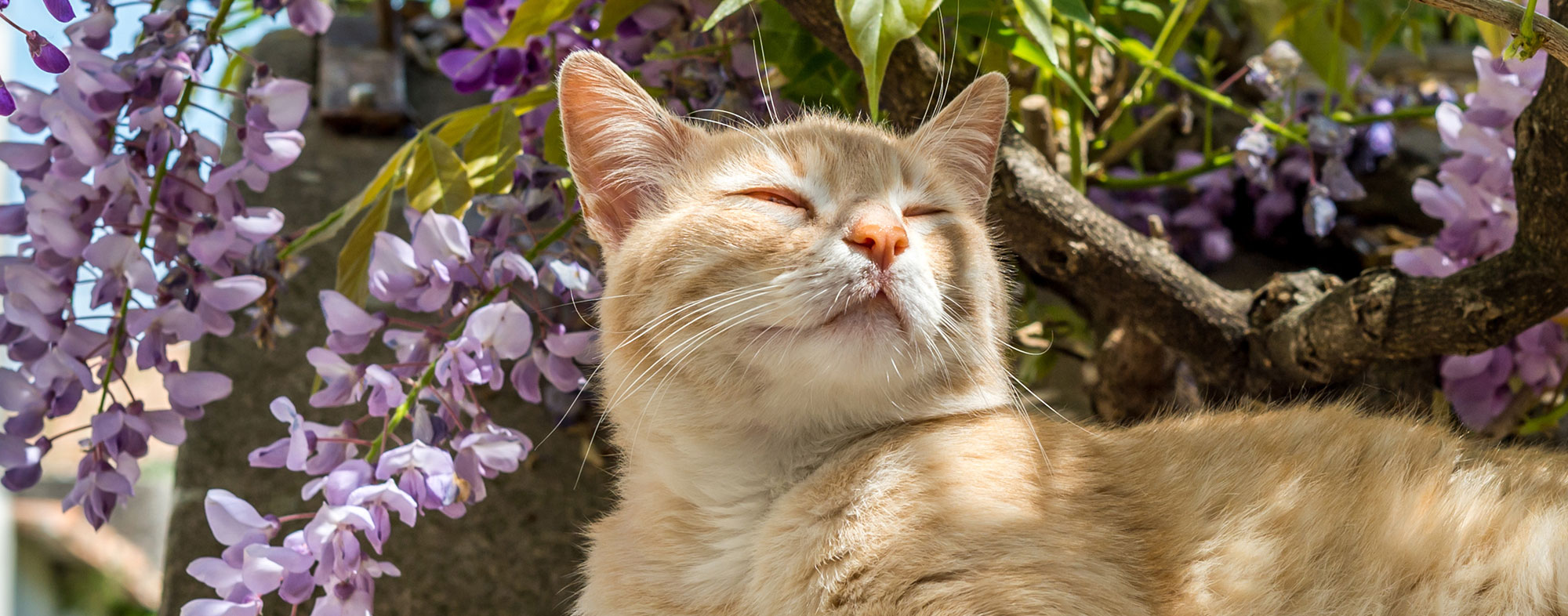 Your cat will gravitate to flowers like catmint when exploring outside