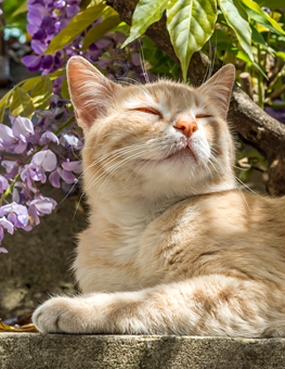 When outdoors, your cat will love surrounding itself with flowers