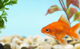 Your fish's aquarium shouldn't be surrounded by too much sunlight