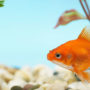 Your fish's aquarium shouldn't be surrounded by too much sunlight