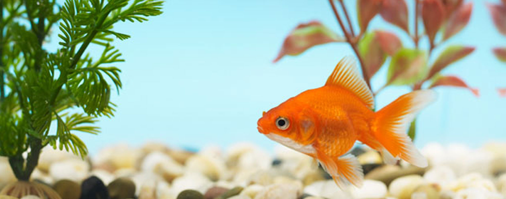 Your fish's aquarium shouldn't be surrounded by too much sunlight