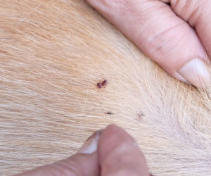 What do fleas look like on a dog ?- Closeup of mites and fleas on a dogs skin.