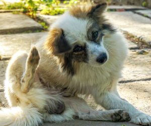 can flea medicine make dogs itch