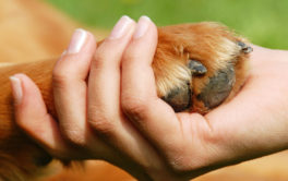 Supervise your new dog when bringing them home or the local park