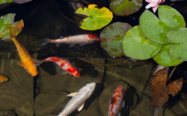 Supply your fish with an outdoor aquarium populated with live plants
