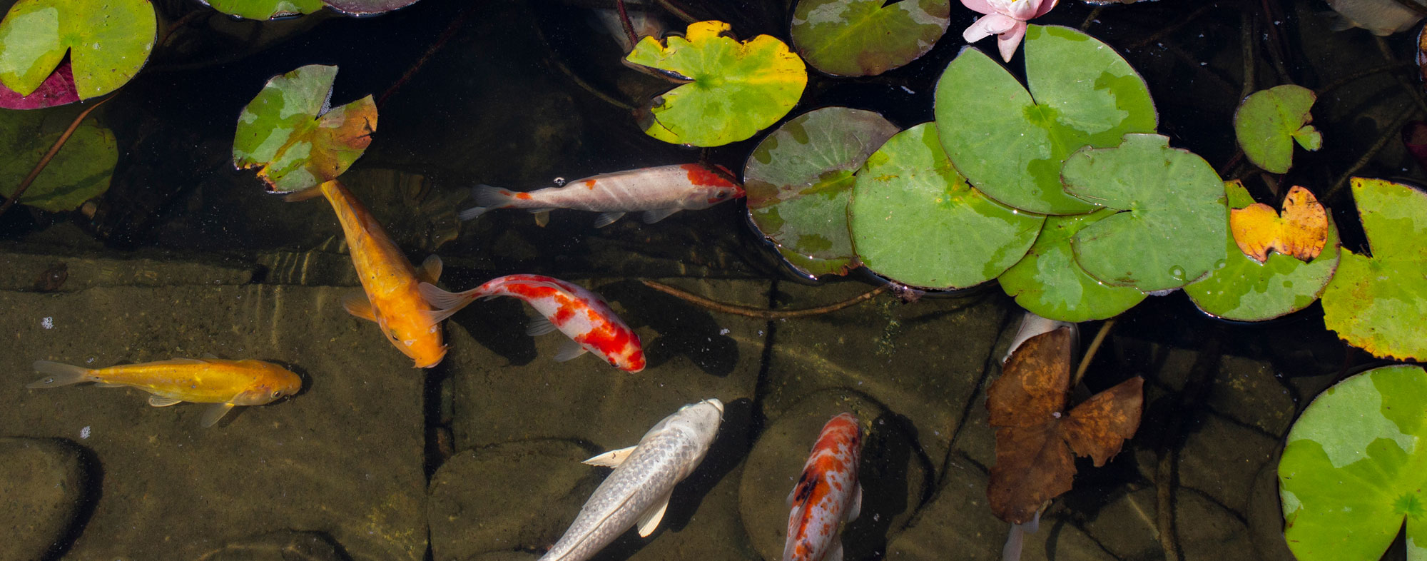Supply your fish with an outdoor aquarium populated with live plants