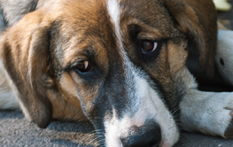 If your dog is lost, search your neighborhood and call their name