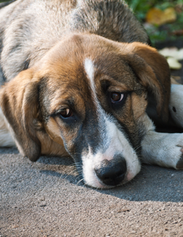 If your dog is lost, search your neighborhood and call their name