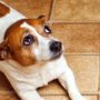 Jack Russell Terrier lying beside it's accident while being scolded
