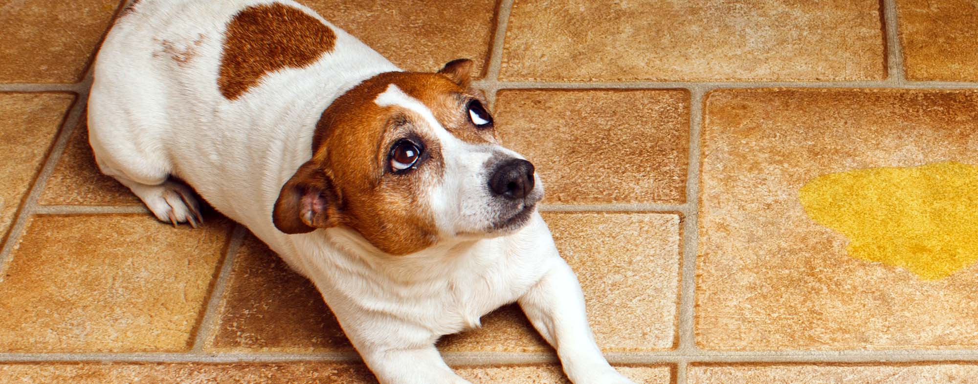 Jack Russell Terrier lying beside it's accident while being scolded