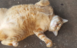 A fat tabby cat looks cute, but they could develop a medical condition