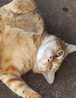 Instead of feeding your fat cat more treats, give a belly rub instead