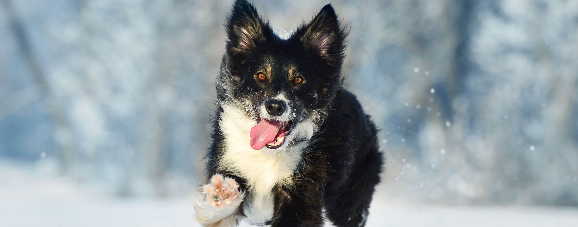 Be careful with your black and white dog outside in the cold weather