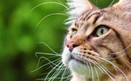 On average, the lifespan of your outdoor cat will be 4 years shorter