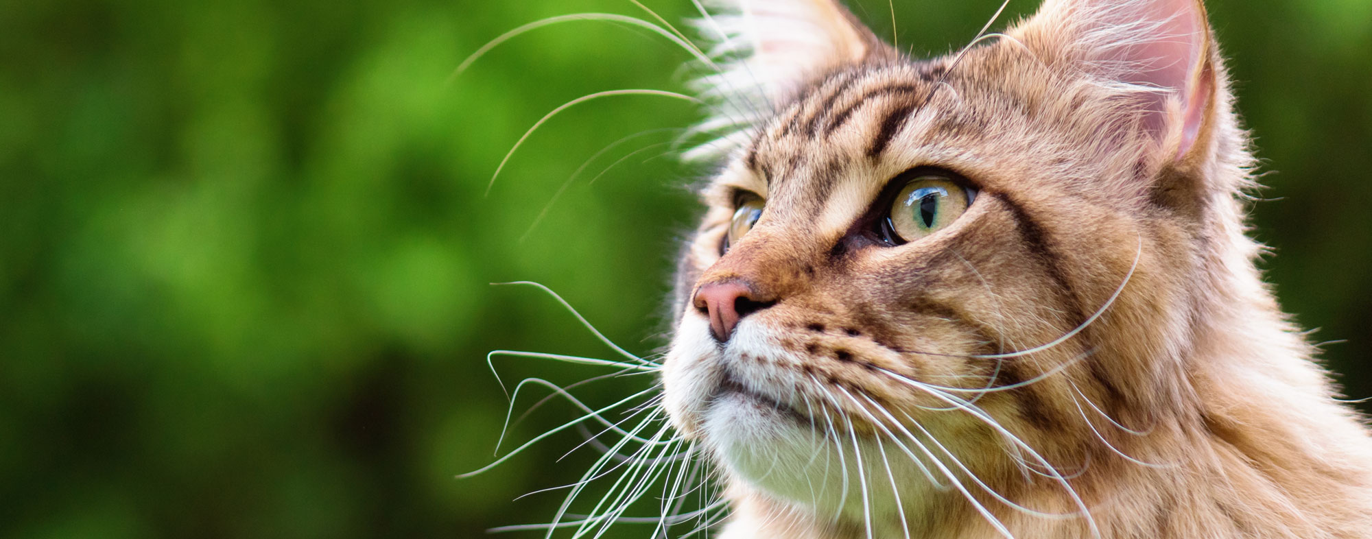 On average, the lifespan of your outdoor cat will be 4 years shorter