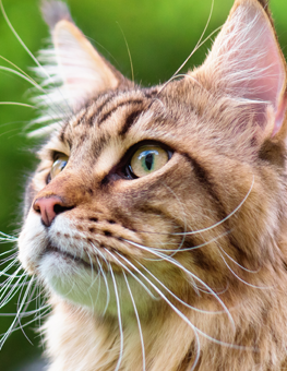 Being outdoors versus indoors, your cat will lead a more dangerous life