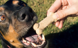 When feeding your dog treats, be mindful of their daily caloric intake