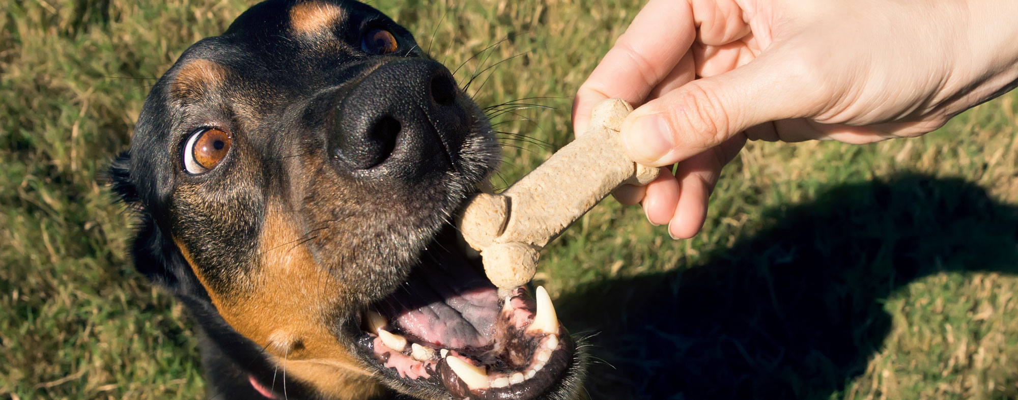 When feeding your dog treats, be mindful of their daily caloric intake