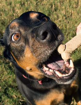 You can feed your dog plenty of treats, but make sure they get protein