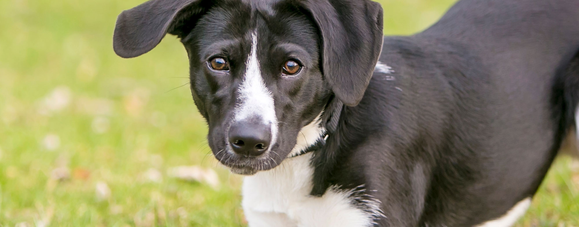 Distilling discipline into your dog's routine makes them calmer outside