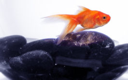 When swimming in his tank, your fish may be suffering from a disease