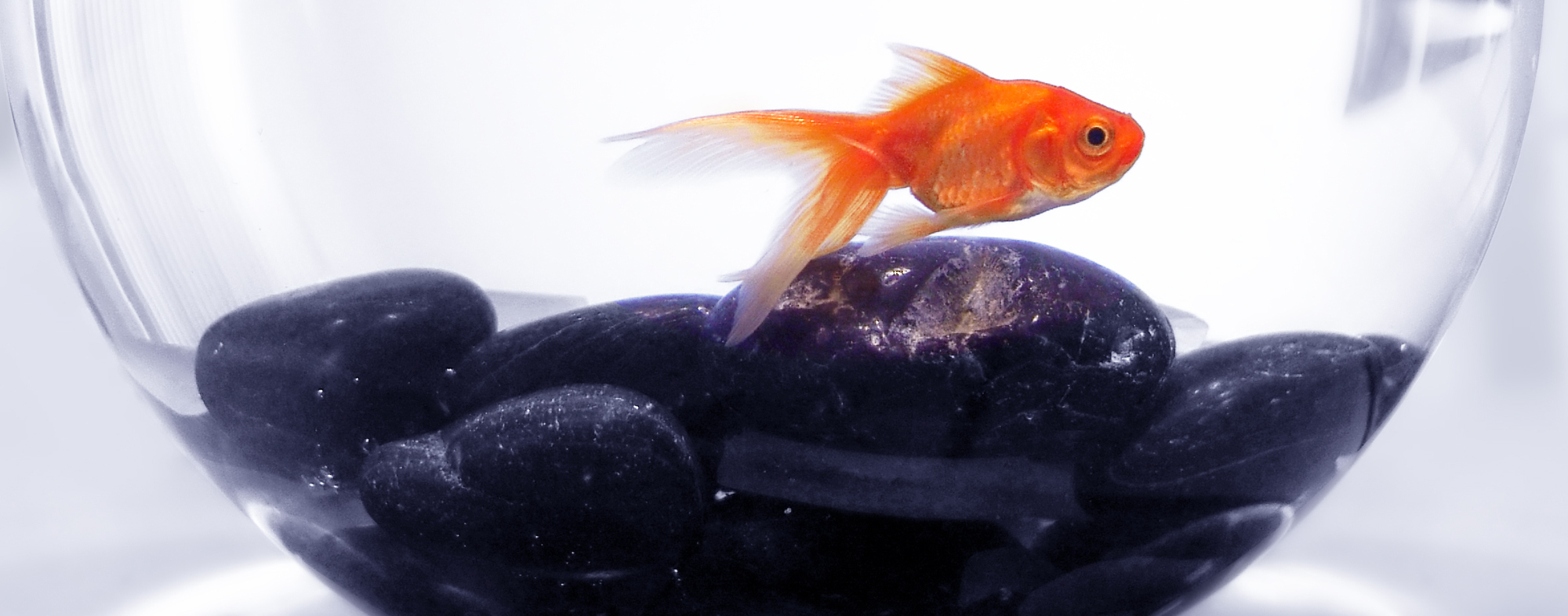 How to Fix a Floating Goldfish and Keep Them Healthy - Fish Vet