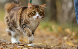 Your cat will eventually enjoy walking on a leash outside with you