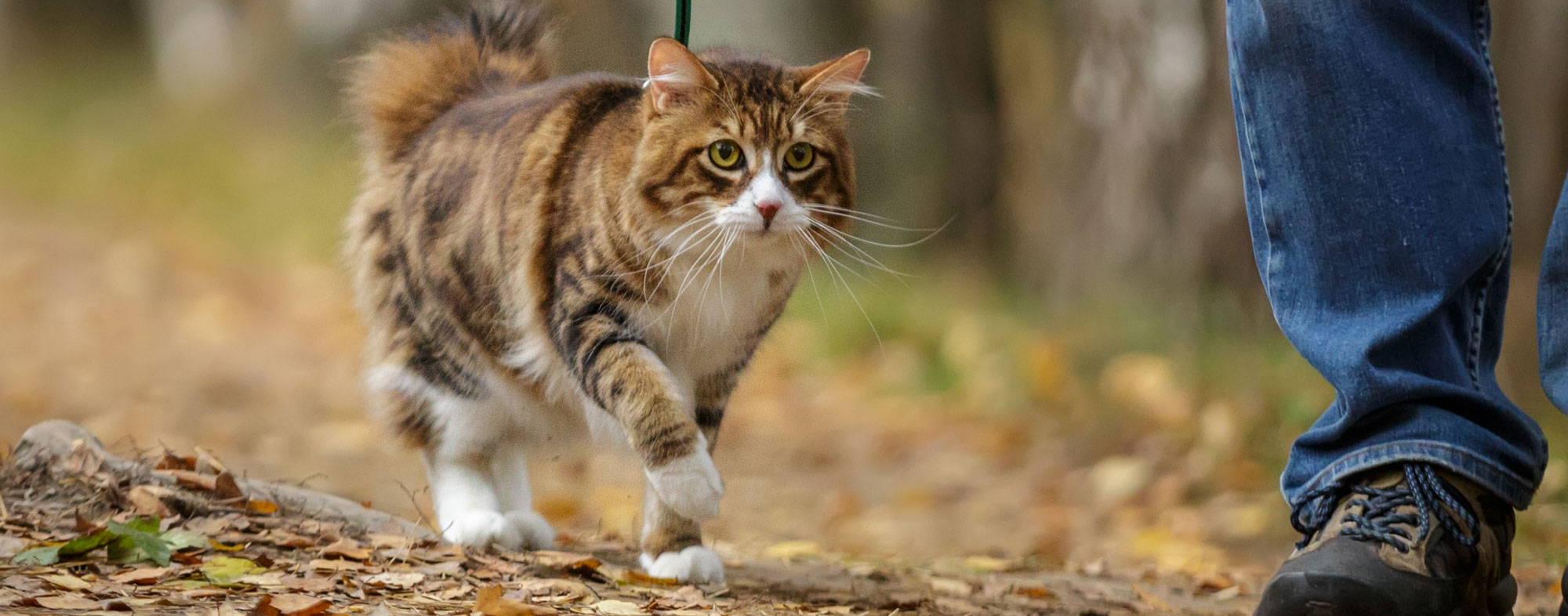 Your cat will eventually enjoy walking on a leash outside with you