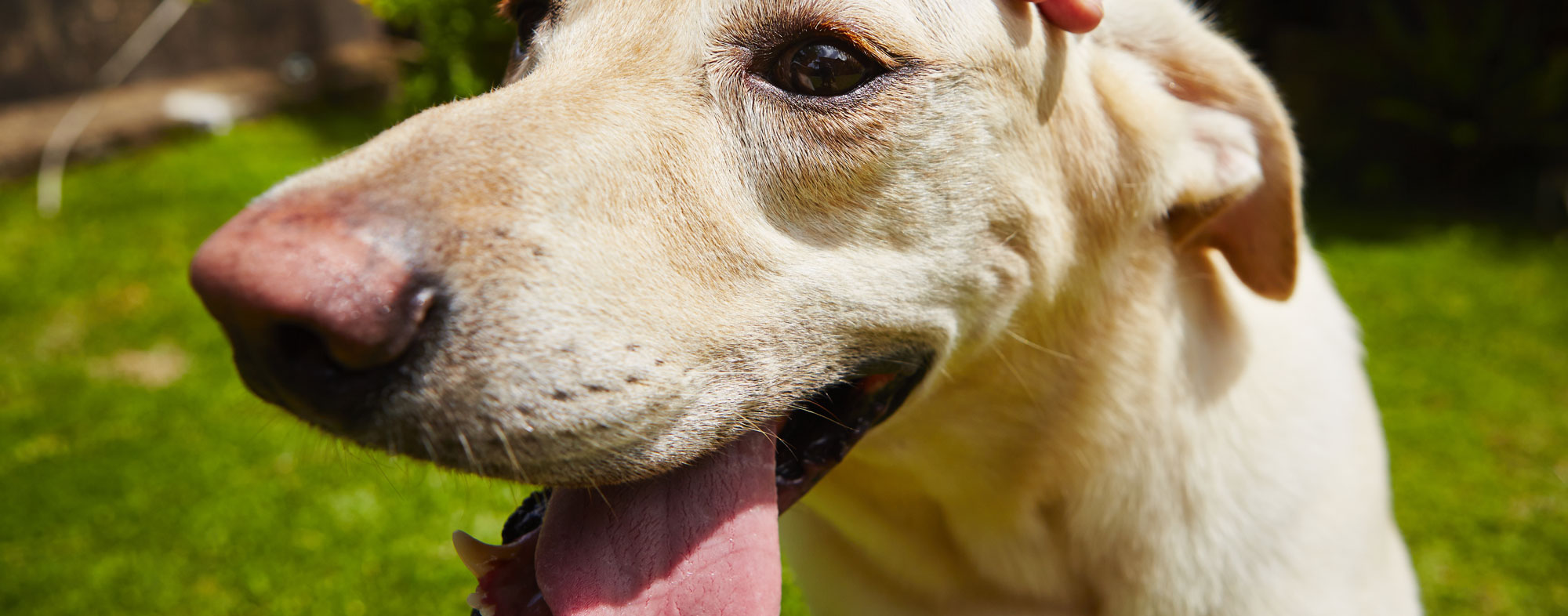 The Heat Is On Preventing Heat Stroke In Cats And Dogs Hartz