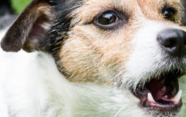 Your dog could be barking out of boredom or separation anxiety