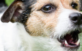 Your dog could be barking out of boredom or separation anxiety