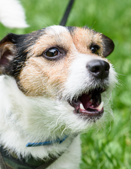 A dog barking outside should be praised and then commanded to quiet