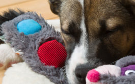 A dog can safely play with its toys, depending on how you clean them