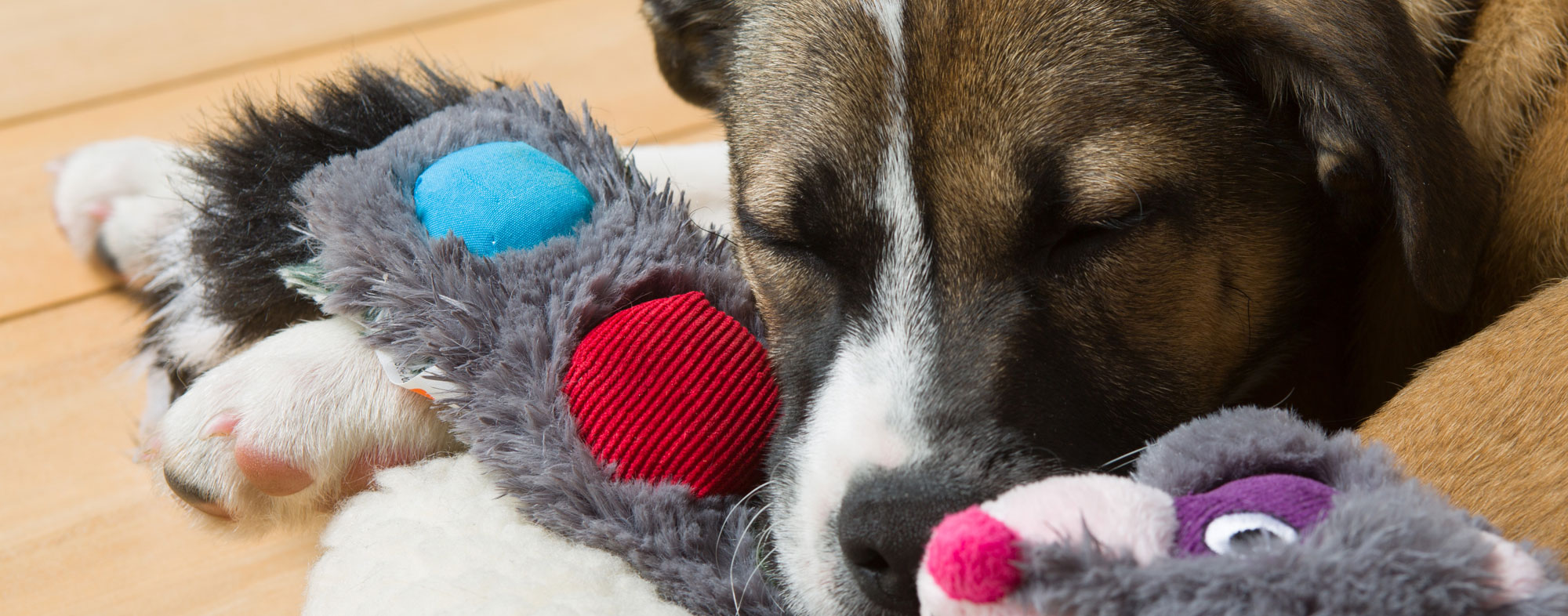 A dog can safely play with its toys, depending on how you clean them