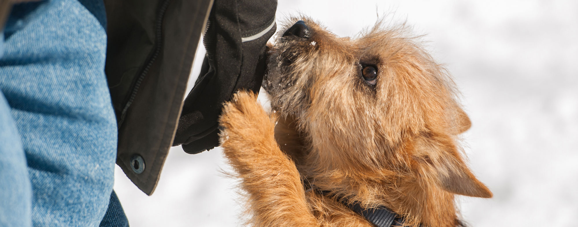 You can train your dog to stop jumping up at you all the time