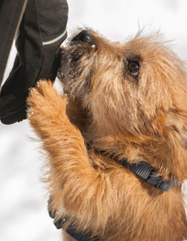 Bending down is how you can stop your dog from jumping up at you