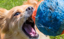 Give your dog a small toy like a velcro ball to get them excited