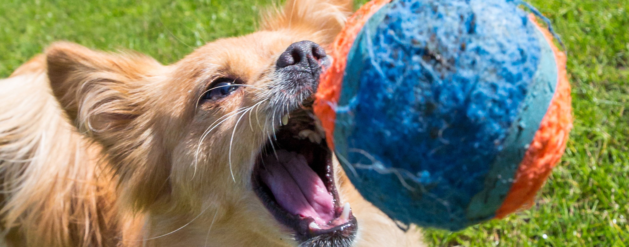 Give your dog a small toy like a velcro ball to get them excited