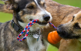 Medium size dogs need more durable toys to play with each other