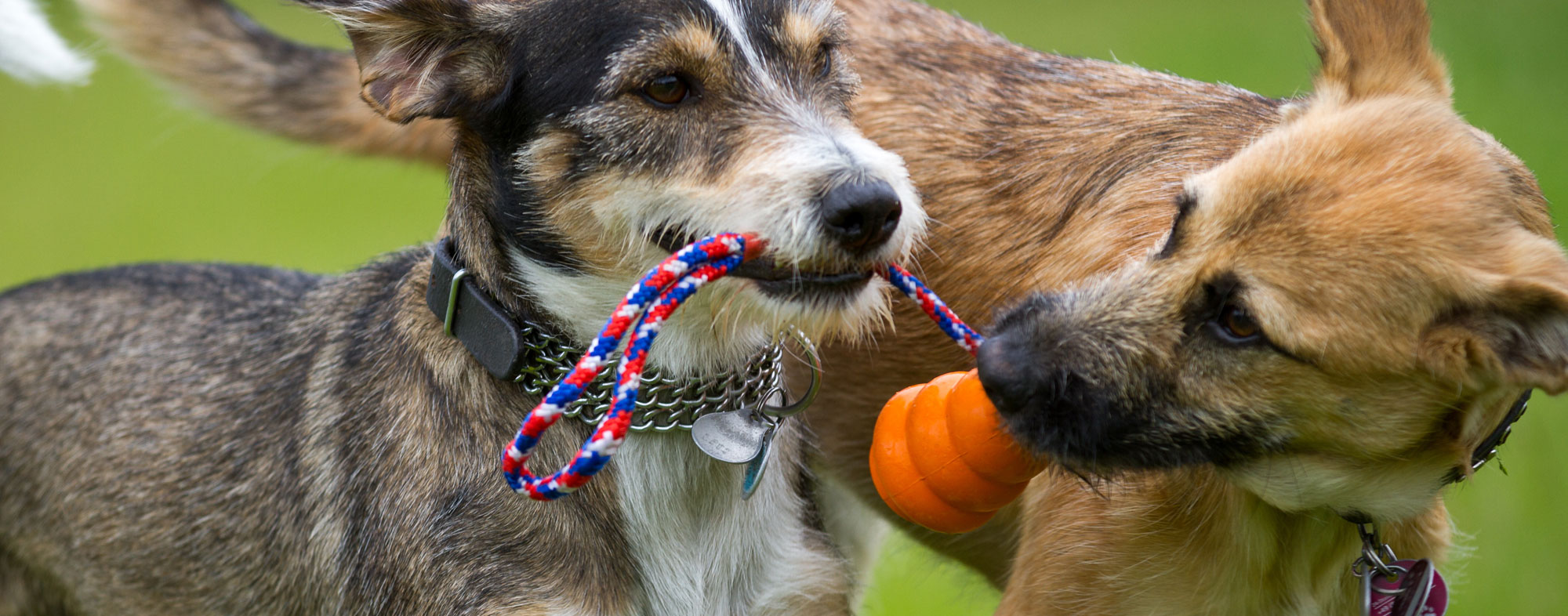 Medium size dogs need more durable toys to play with each other