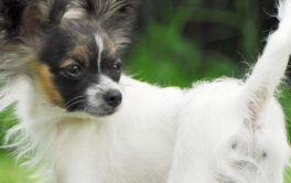 A raised tail also implies the body language of a confident dog