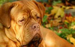 In the autumn, your dog could succumb to mushroom poisoning