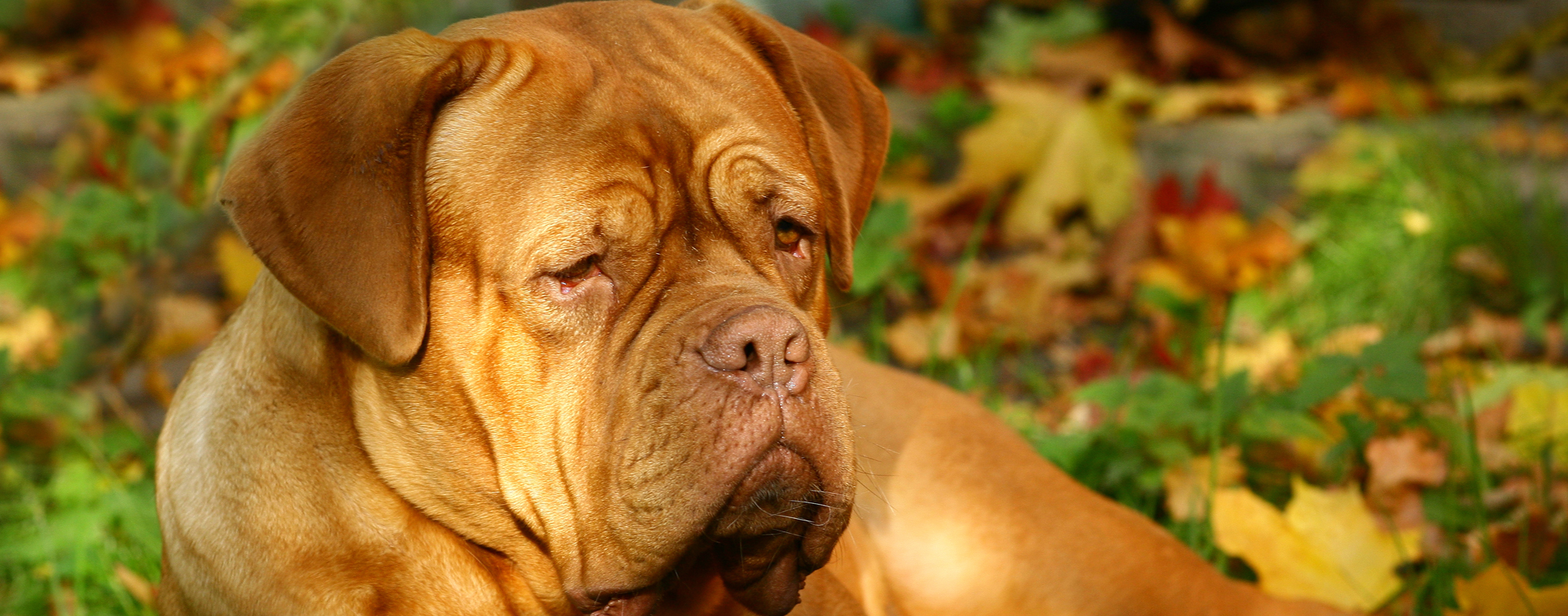 In the autumn, your dog could succumb to mushroom poisoning