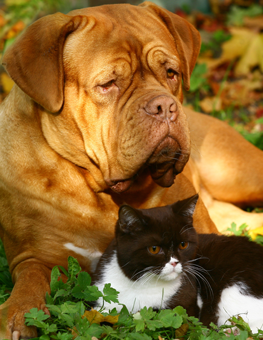 Keep your cat & dog away from piles of compost in the autumn
