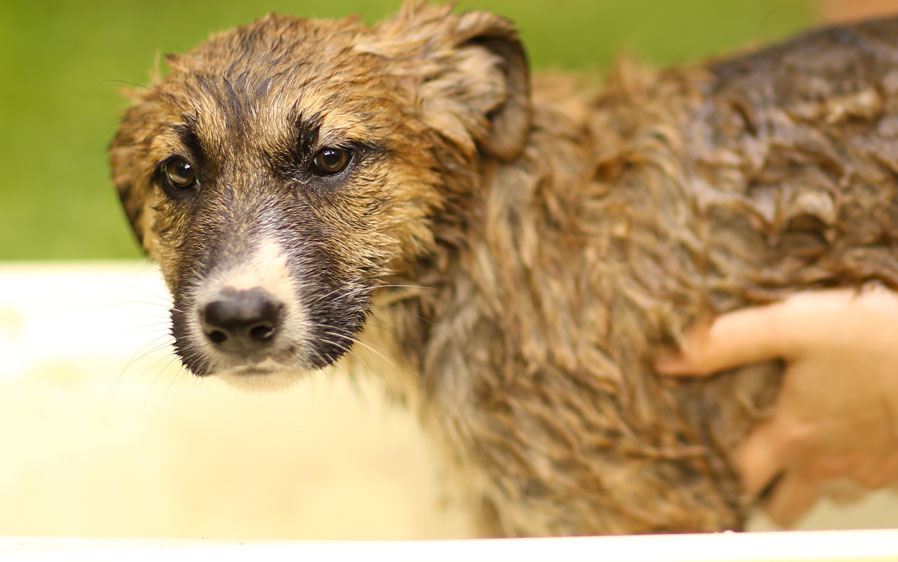 Dog being bathed with Hartz Rid Flea & Tick citrus scented shampoo for dogs.