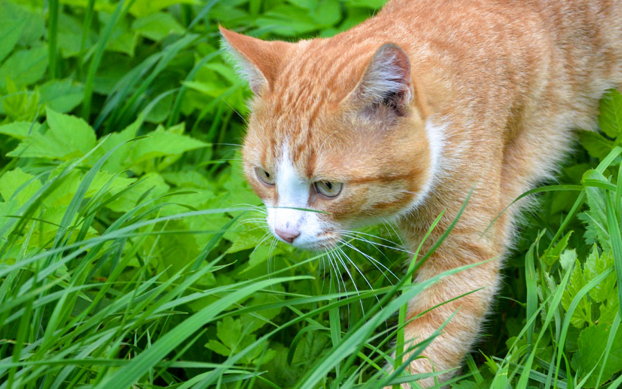 Cat in tall grass. A Hartz cat flea and tick collar provides flea and tick protection for cats and kittens